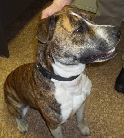 Broady, a brindle and white male terrier mix